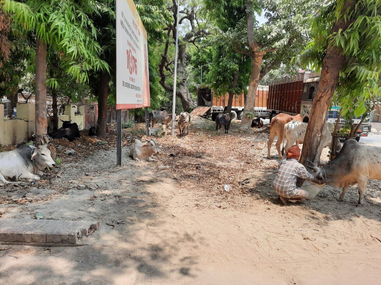 बलिया: पुलिस ने पकड़ा 21 गोवंशों से भरा ट्रक, चालक फरार बलिया: पुलिस ने पकड़ा 21 गोवंशों से भरा ट्रक, चालक फरार