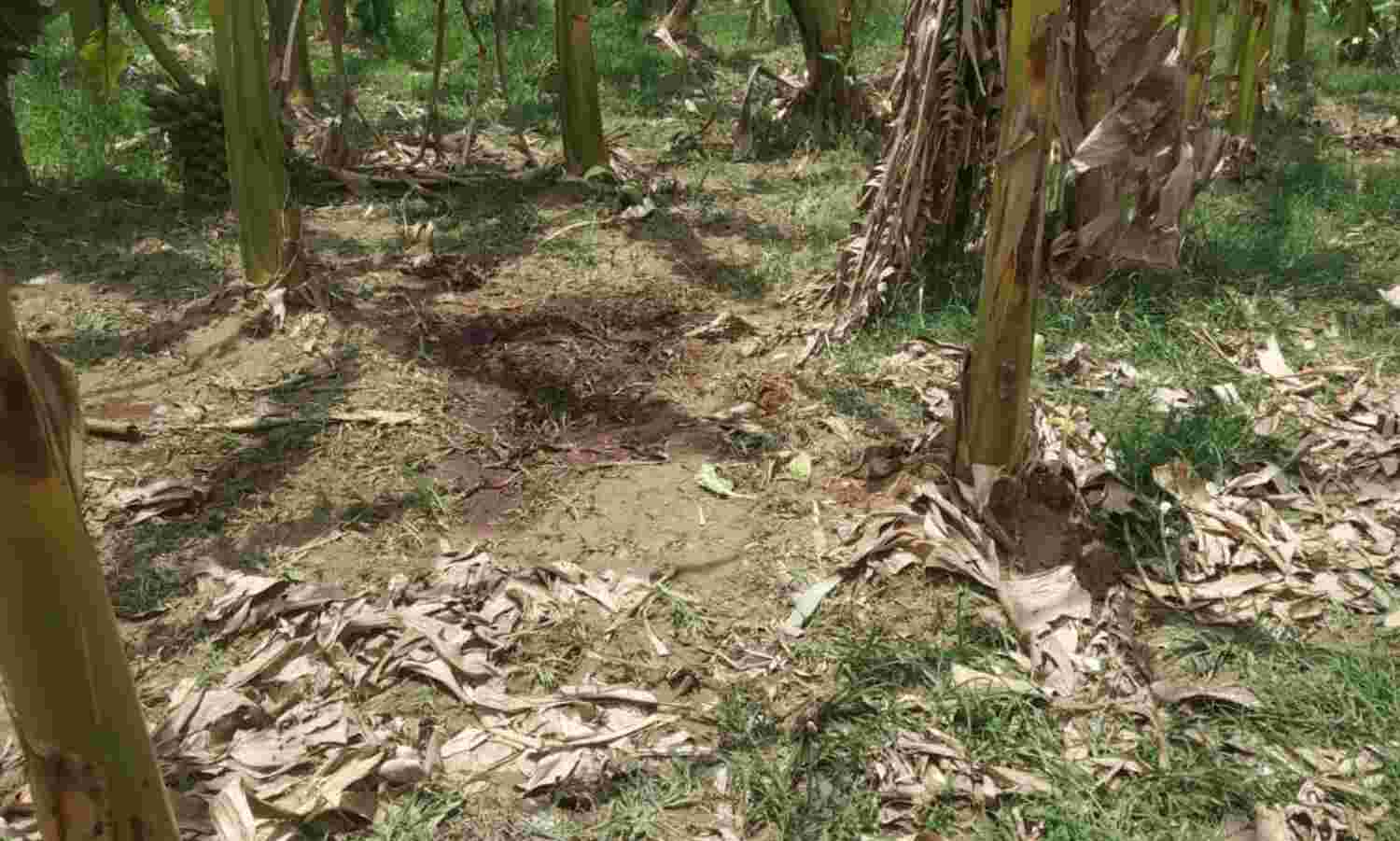 बहराइच: खेत में गोवंश के अवशेष मिलने से इलाके में तनाव