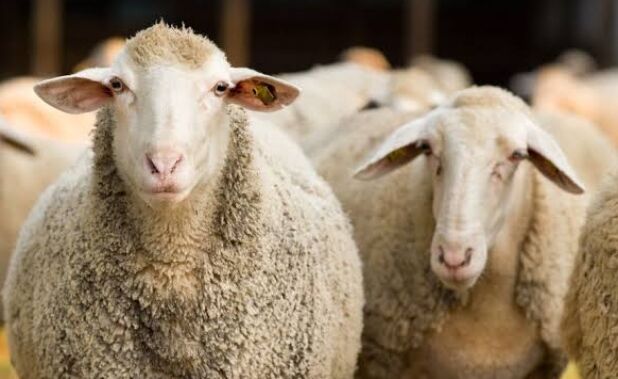 गाजीपुर : संदिग्ध हालात में 217 भेड़ों की मौत, जिले में हड़कंप गाजीपुर : संदिग्ध हालात में 217 भेड़ों की मौत, जिले में हड़कंप