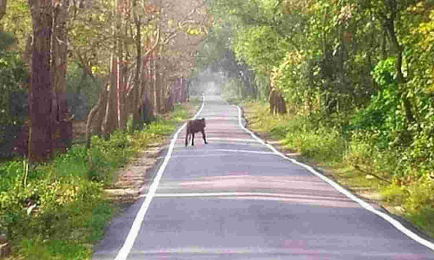 बहराइच: बाघ को सामने देख रोमांचित हुए फ्रेंड्स क्लब के सदस्य बहराइच: बाघ को सामने देख रोमांचित हुए फ्रेंड्स क्लब के सदस्य