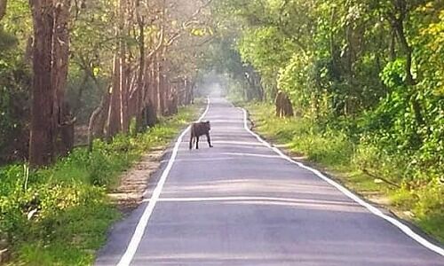बहराइच: बाघ को सामने देख रोमांचित हुए फ्रेंड्स क्लब के सदस्य बहराइच: बाघ को सामने देख रोमांचित हुए फ्रेंड्स क्लब के सदस्य