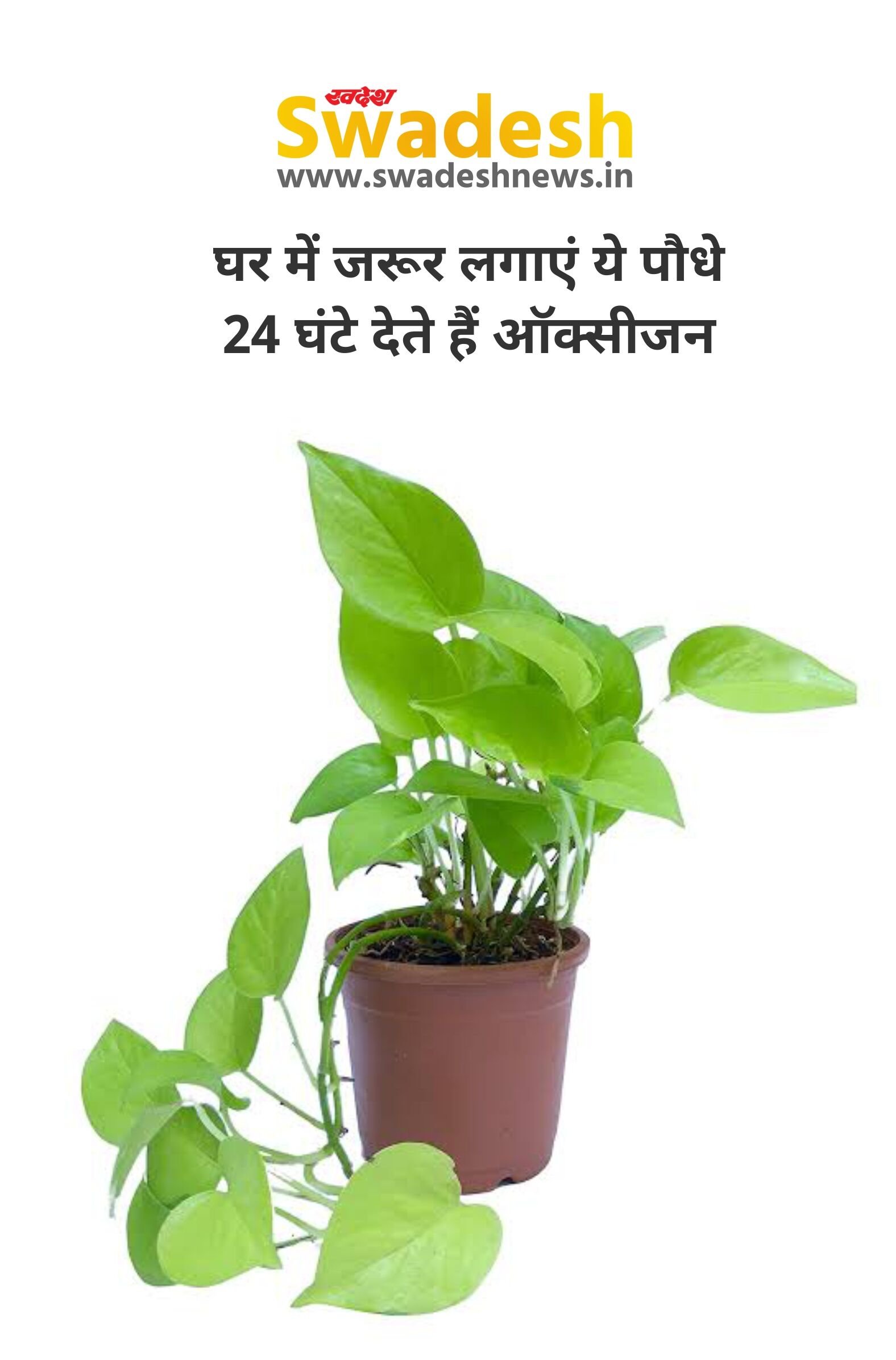 घर में जरूर लगाएं ये पौधे, 24 घंटे देते हैं ऑक्सीजन