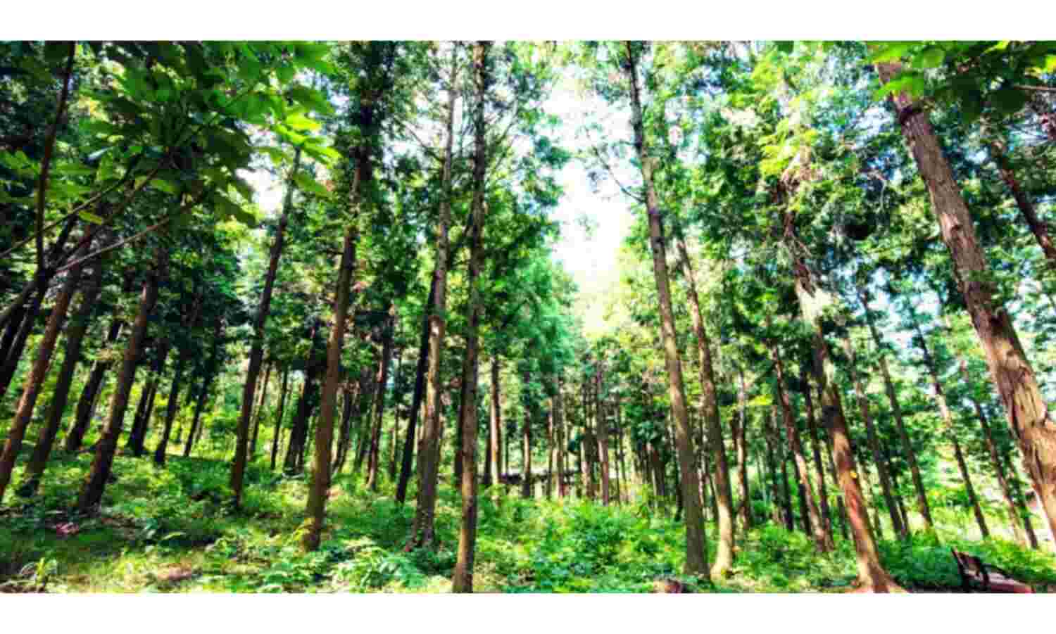 देश में वन क्षेत्र में 15000 वर्ग किलोमीटर की बढ़ोतरी हुई : प्रकाश जावड़ेकर देश में वन क्षेत्र में 15000 वर्ग किलोमीटर की बढ़ोतरी हुई : प्रकाश जावड़ेकर