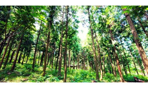 देश में वन क्षेत्र में 15000 वर्ग किलोमीटर की बढ़ोतरी हुई : प्रकाश जावड़ेकर