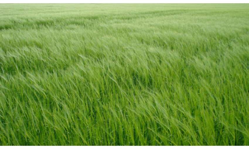 केंद्र सरकार का किसानों को तोहफा: खरीफ की फसलों पर बढ़ाई MSP,  देखें सूची