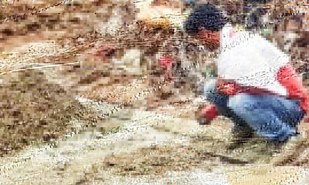 घटिया काम रुकवाते ही मंडी बोर्ड के होश उड़े। घटिया काम रुकवाते ही मंडी बोर्ड के होश उड़े।