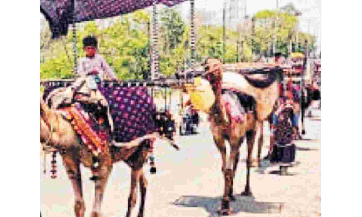 भेड़ पालक महिलाएं खुद ही डॉक्टर, हर मर्ज का कर लेती है इलाज भेड़ पालक महिलाएं खुद ही डॉक्टर, हर मर्ज का कर लेती है इलाज