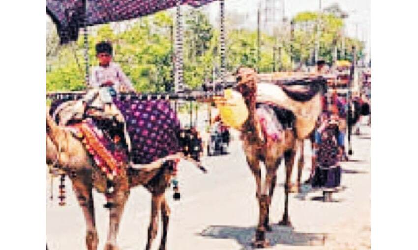 भेड़ पालक महिलाएं खुद ही डॉक्टर, हर मर्ज का कर लेती है इलाज