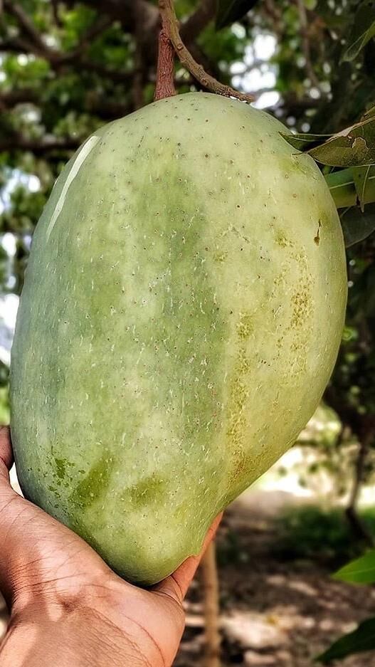 फलों का राजा आम सेहत के लिए है काफी लाभदायक, ये हैं गुण