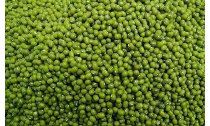 अफवाहों पर ध्यान ना दें किसान, जारी रहेगी मूंग की खरीदी : दर्शन सिंह चौधरी अफवाहों पर ध्यान ना दें किसान, जारी रहेगी मूंग की खरीदी : दर्शन सिंह चौधरी