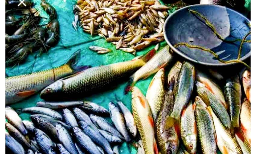 ऐतिहासिक झील परसराम में मत्स्य पालन की खिलाफत में नरसिंहगढ़