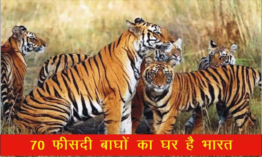 गर्व की बात : विश्व के 70 फीसदी बाघों का घर है भारत