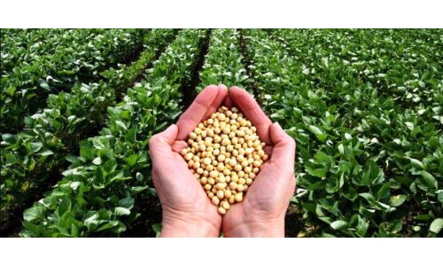 झड़ से अधमरी सोयाबीन को बचाने पेस्टिसाइड का वैक्सीन झड़ से अधमरी सोयाबीन को बचाने पेस्टिसाइड का वैक्सीन