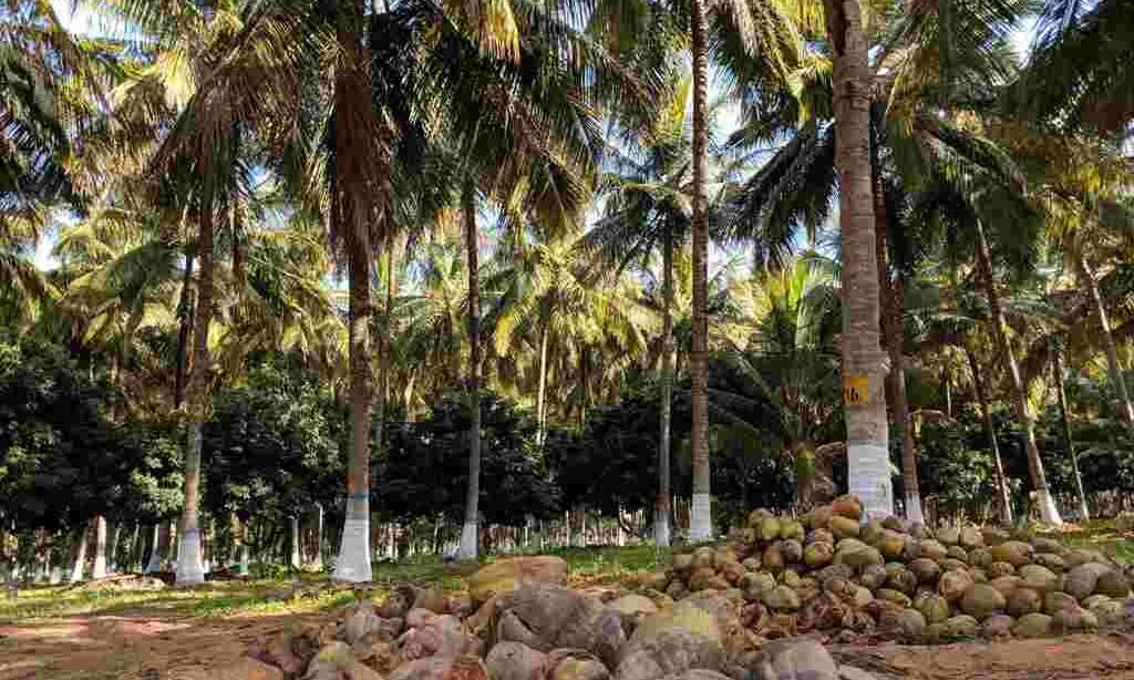 देश में बढ़ा नारियल का उत्पादन, विश्व में तीसरा सबसे बड़ा उत्पादक बना