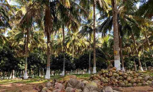 देश में बढ़ा नारियल का उत्पादन, विश्व में तीसरा सबसे बड़ा उत्पादक बना