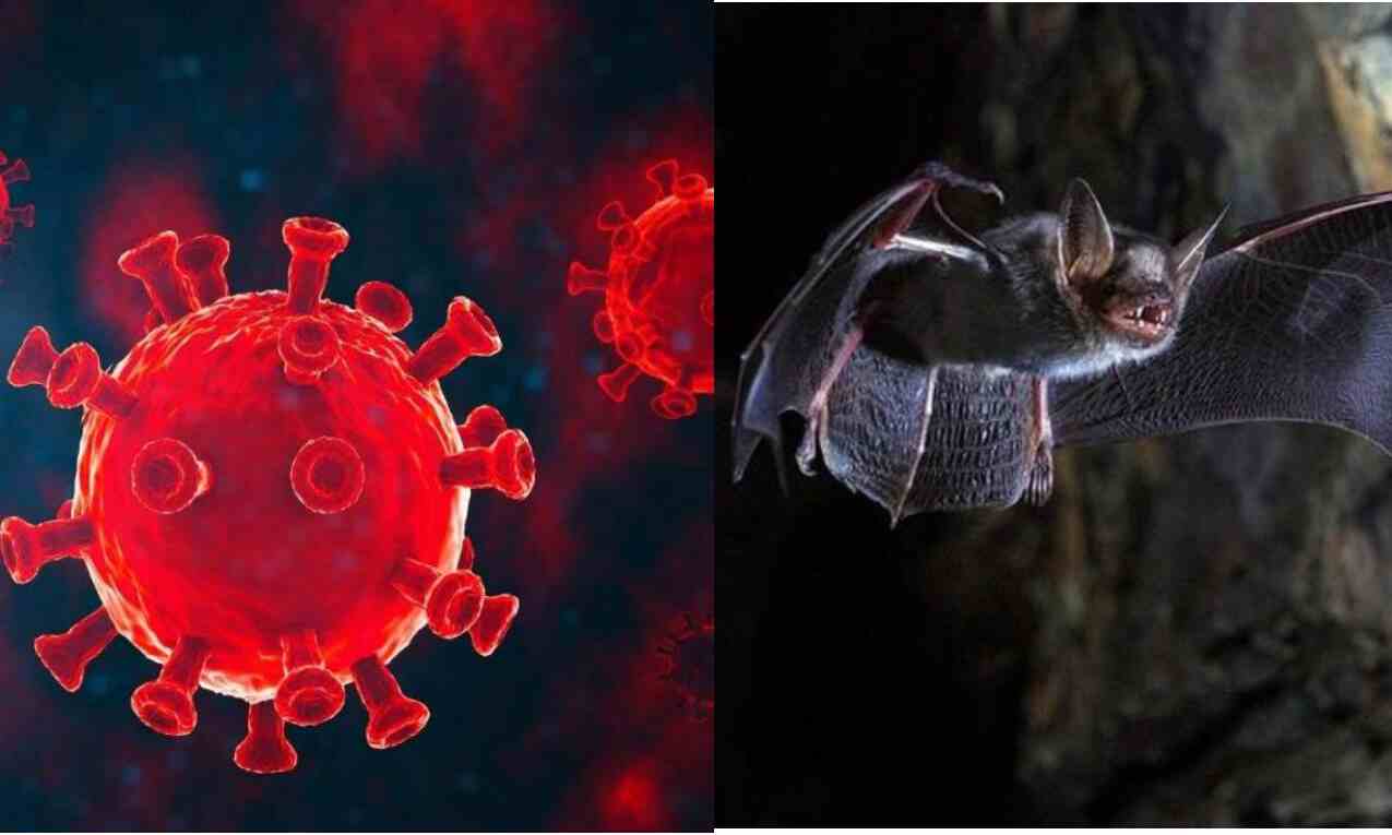 केरल में कोरोना कहर के बीच निपाह की दस्तक, 1 बच्चे की मौत, केंद्र ने भेजी टीम केरल में कोरोना कहर के बीच निपाह की दस्तक, 1 बच्चे की मौत, केंद्र ने भेजी टीम