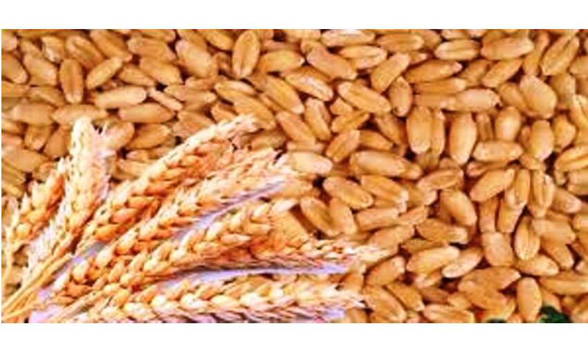 केंद्र सरकार ने किसानों को दिया तोहफा, रबी फसलों पर बढ़ाई MSP