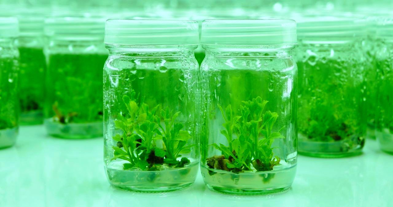 खुशखबरी : ग्वालियर में स्थापित होगी राष्ट्रीय स्तर की आलू टिश्यू कल्चर लैब, 12.76 करोड़ मंजूर