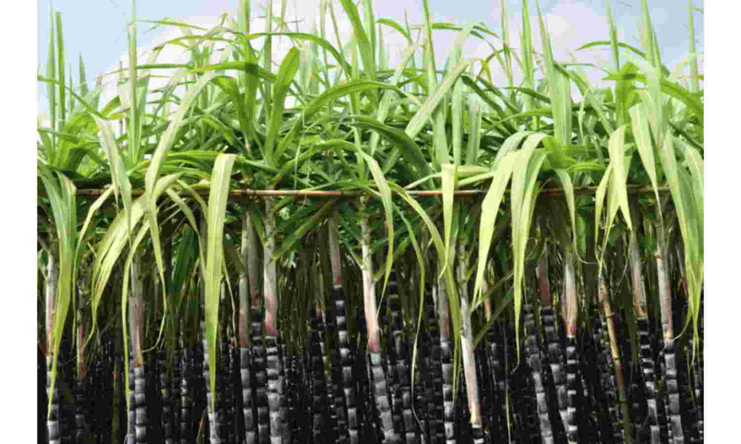 गन्‍ना शोध केन्‍द्र, सेवरही व मुजफ्फरनगर में किया जाएगा जैव उत्‍पादों का उत्‍पादन