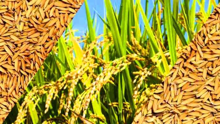 उत्तरप्रदेश : हर किसान से होगी धान खरीद, किसी प्रकार की अफवाह या भ्रामक सूचनाओं में न फंसे