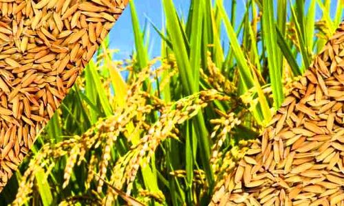 उत्तरप्रदेश : हर किसान से होगी धान खरीद, किसी प्रकार की अफवाह या भ्रामक सूचनाओं में न फंसे