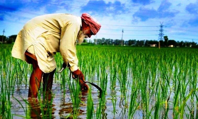 कृषि कारोबारियों ने अन्य राज्यों से सस्ते में खरीदी धान की उपज, पंजाब में MSP पर बेची, दर्ज हुई FIR