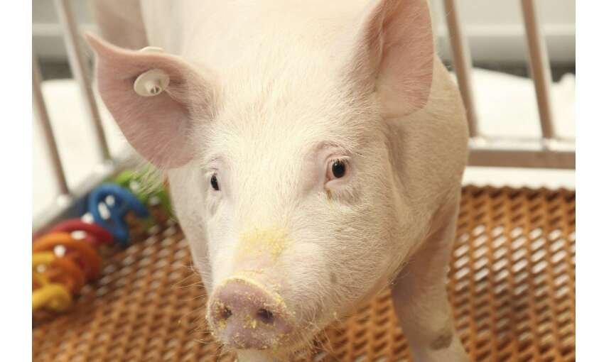 अमेरिकी डॉक्टर का हैरान करने वाला कारनामा, इंसान के शरीर में लगाई सुअर की किडनी
