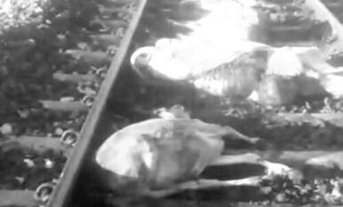 ग्वालियर में दर्दनाक हादसा,   ट्रेन से कटकर एक दर्जन गोवंश की मौत