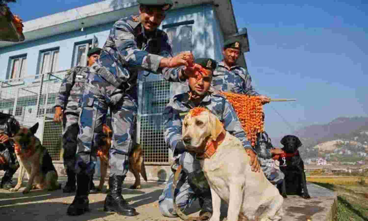 दीपावली पर यहां पूजे जाते हैं कौवे, कुत्ते व गाय