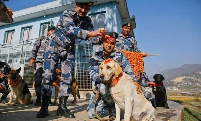 दीपावली पर यहां पूजे जाते हैं कौवे, कुत्ते व गाय