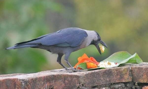 नेपाल में तिहार के पहले दिन काग तिहार पर पूजा के उपरांत भोजन ग्रहण करता कौवा