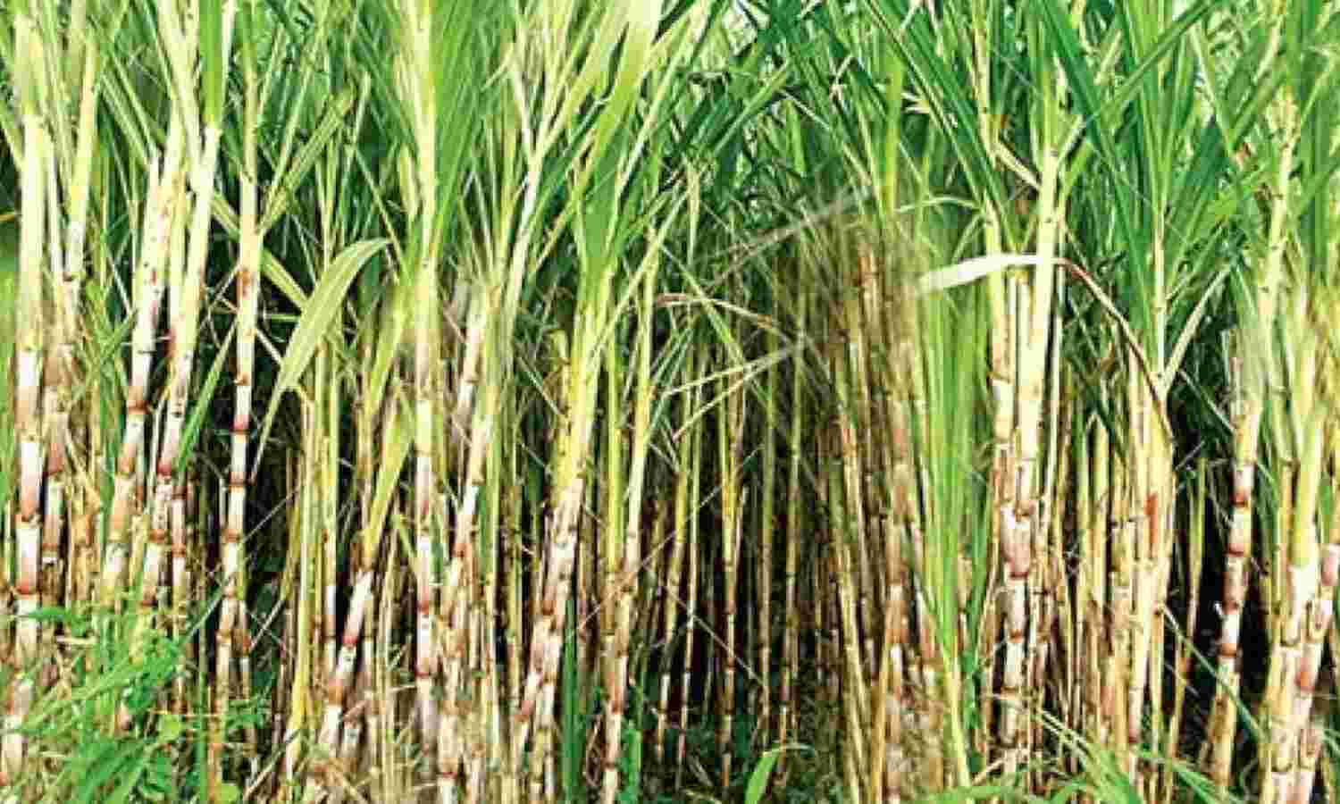 सरकार ने गन्ना से प्राप्त एथेनॉल की कीमत बढ़ाई, किसानों को मिलेगा लाभ