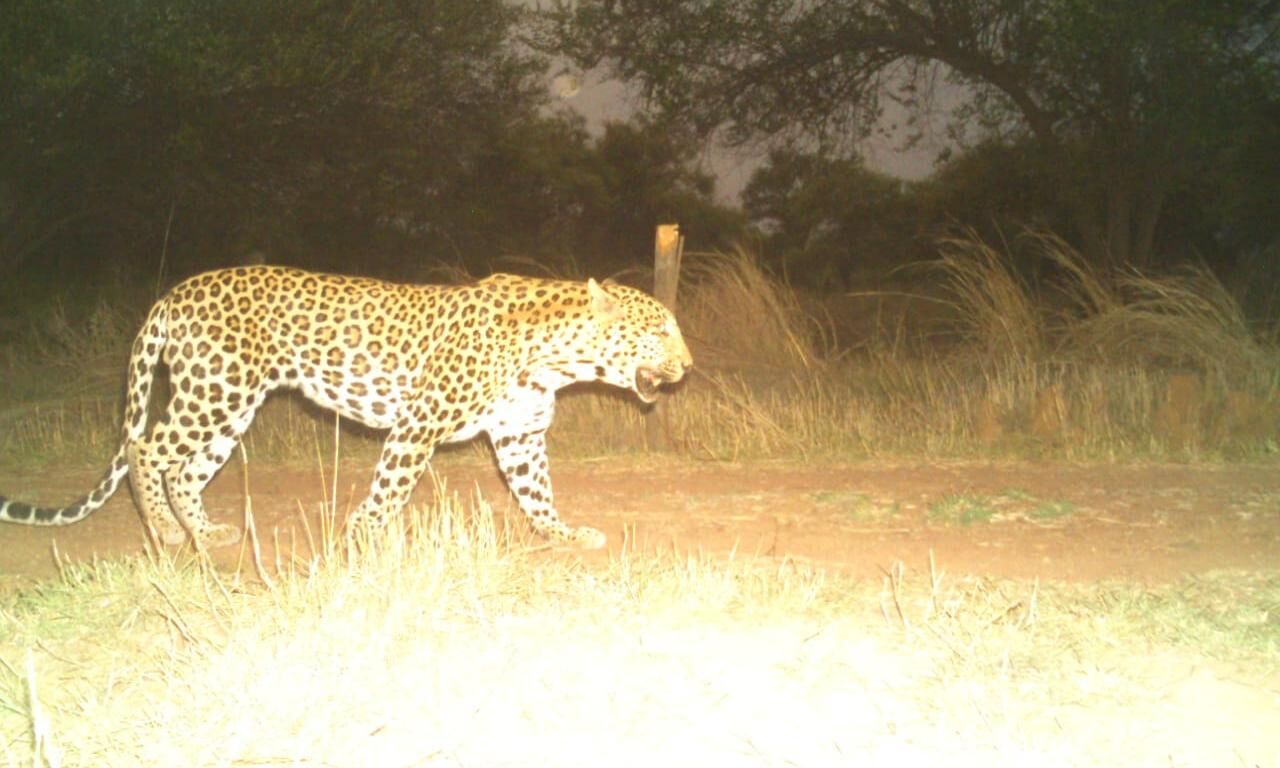 एक बार फिर टला अफ्रीकी चीतों का आगमन, ओमिक्रॉन वेरिएंट के कारण टीम दिल्ली से वापस लौटी