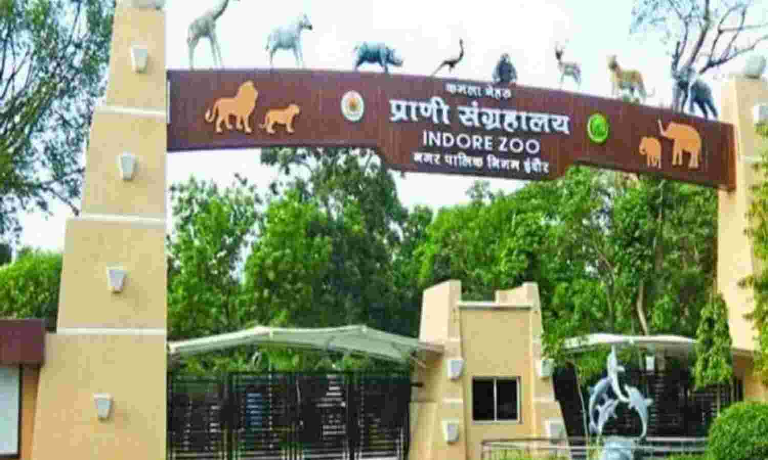 जू से भागा तेंदुआ छठवें दिन मिला, नवरत्न बाग इलाके से किया गया रेस्क्यू