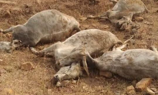 योगी सरकार की गायों को जिंदा दफन करने वालों पर बड़ी कार्यवाही, ईओ निलंबित योगी सरकार की गायों को जिंदा दफन करने वालों पर बड़ी कार्यवाही, ईओ निलंबित