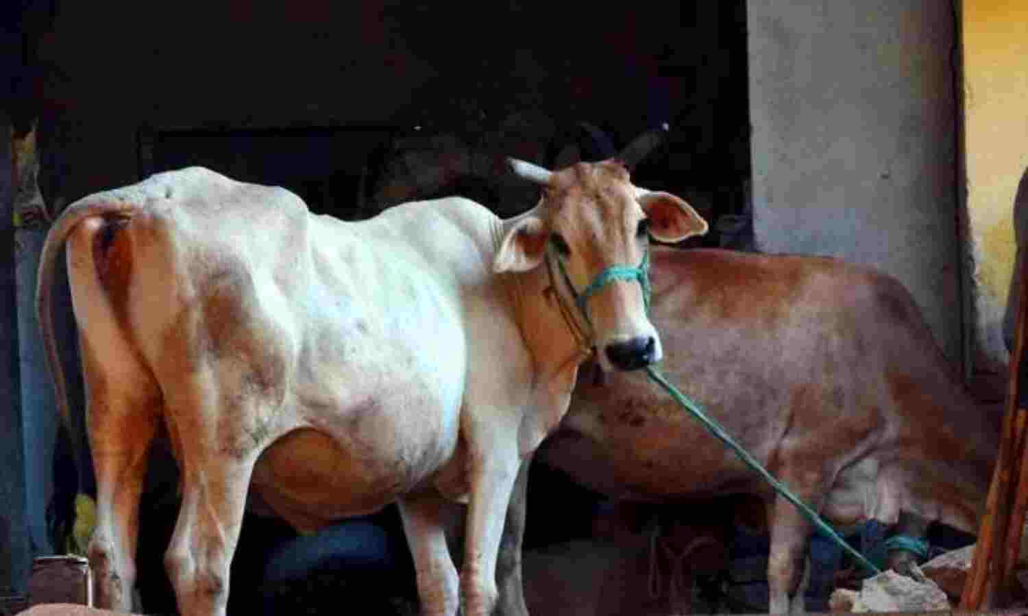 आदर्श ग्राम : गौहत्या पर कमाल के फैसले