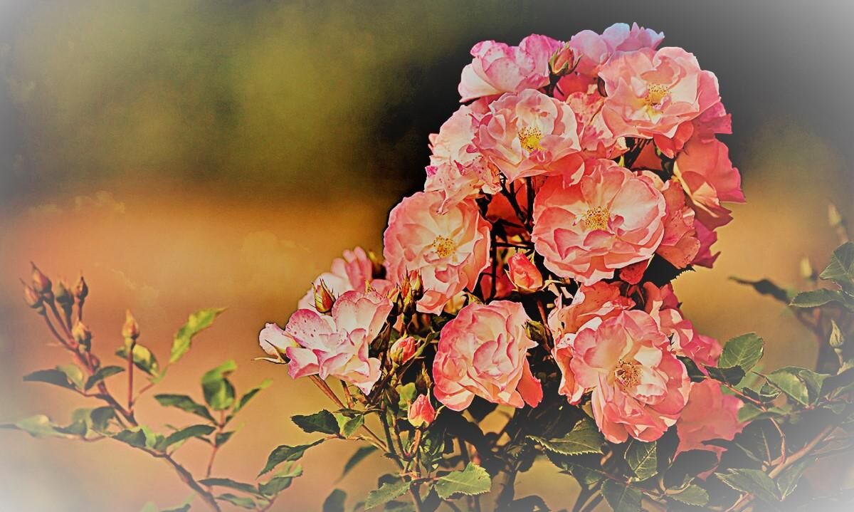 कवक की चाल