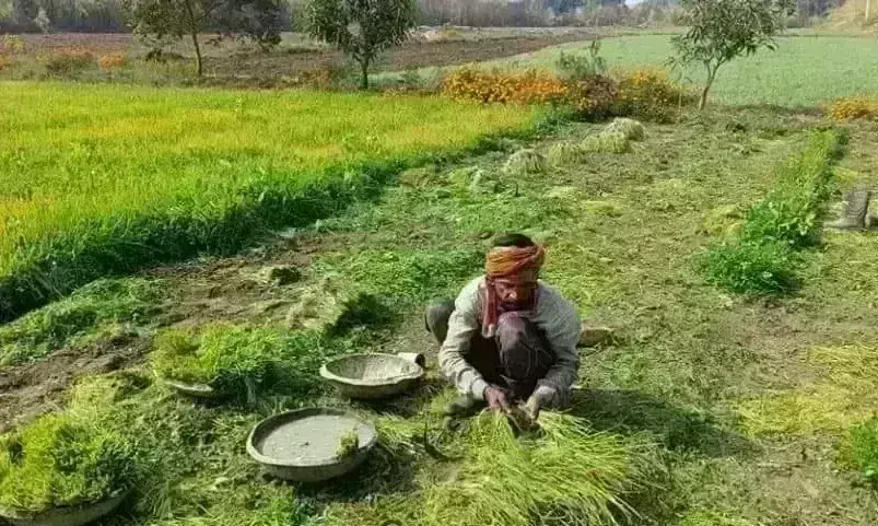 रबी में किसान पैदा करेंगे प्याज, रोपाई पूरी, जैविक तरीके से होगा उत्पादन रबी में किसान पैदा करेंगे प्याज, रोपाई पूरी, जैविक तरीके से होगा उत्पादन