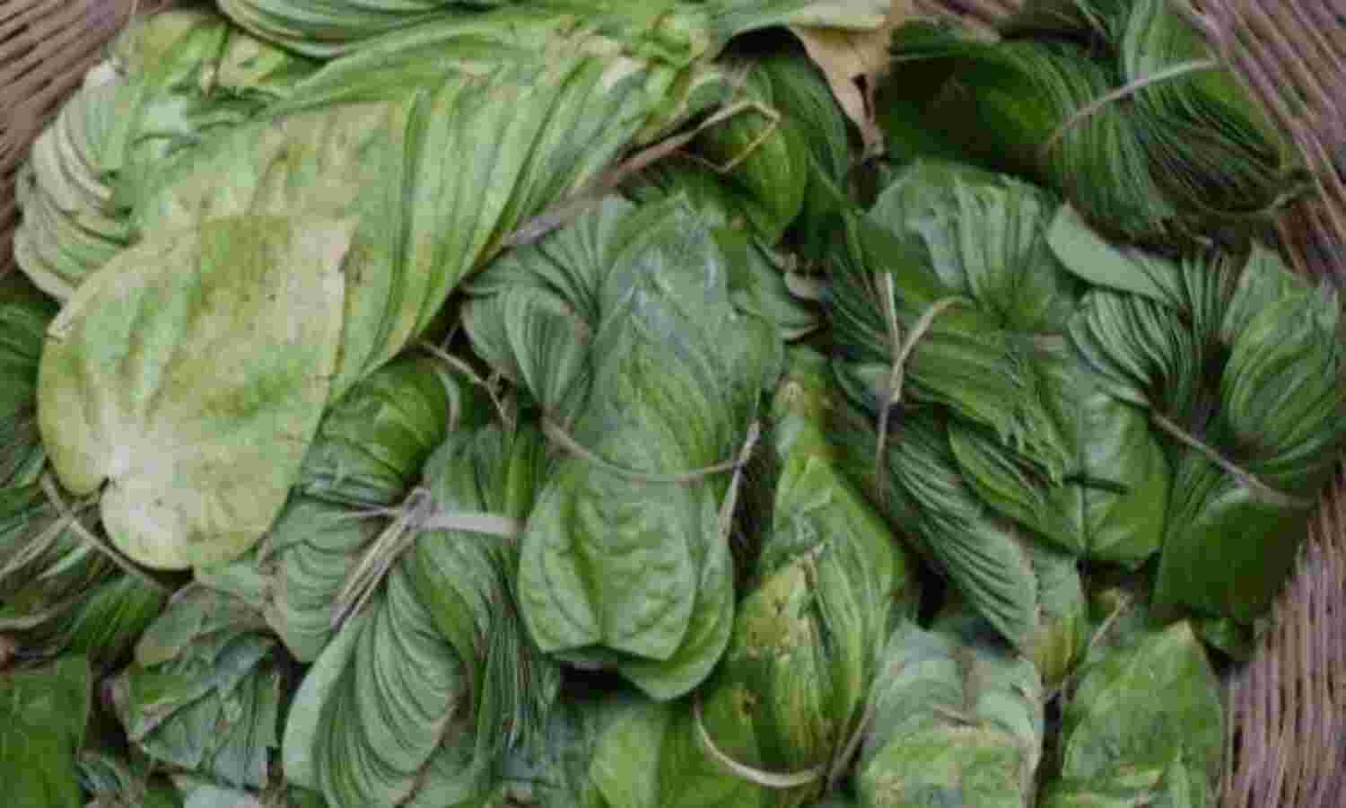 शीत लहर से बर्बादी की कगार पर आंतरी-बिलौआ का देशी पान, देश-विदेश में है मशहूर शीत लहर से बर्बादी की कगार पर आंतरी-बिलौआ का देशी पान, देश-विदेश में है मशहूर