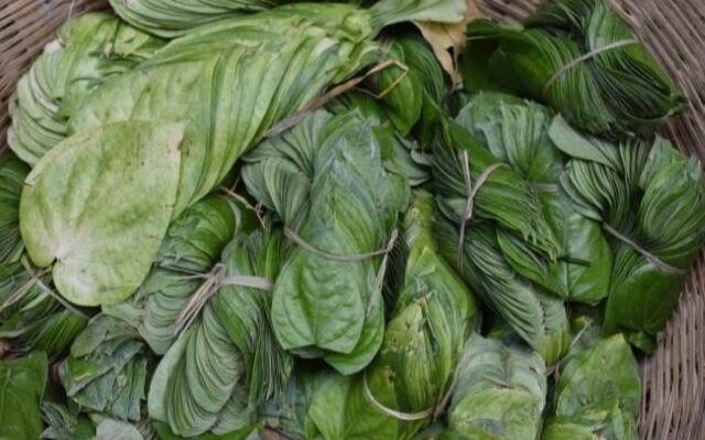 शीत लहर से बर्बादी की कगार पर आंतरी-बिलौआ का देशी पान, देश-विदेश में है मशहूर