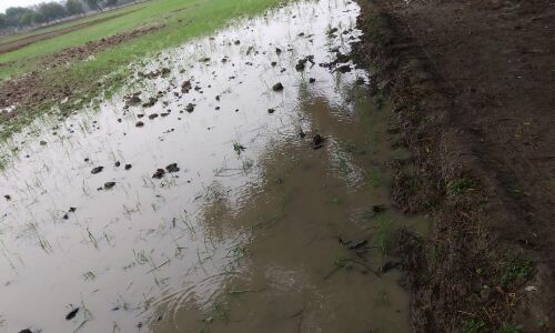 बारिश के चलते खेतों में भरा पानी, फसलों के नुकसान की बढ़ी संभावना बारिश के चलते खेतों में भरा पानी, फसलों के नुकसान की बढ़ी संभावना