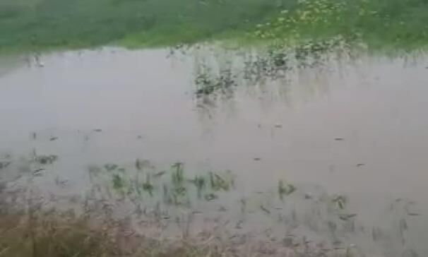 चार दिन की बारिश से फसलों की सड़ रही जड़ें, भारी बारिश के साथ गिरे ओले, फसलें बर्बाद चार दिन की बारिश से फसलों की सड़ रही जड़ें, भारी बारिश के साथ गिरे ओले, फसलें बर्बाद