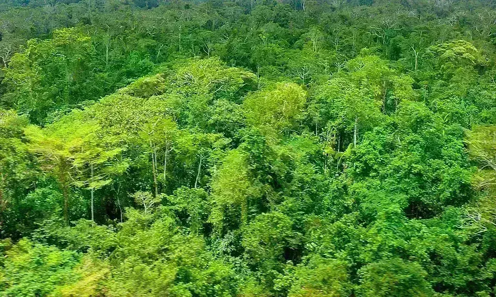 भारत में बढ़े जंगल, दो साल में 2261 वर्ग किमी हुई बढ़ोत्तरी