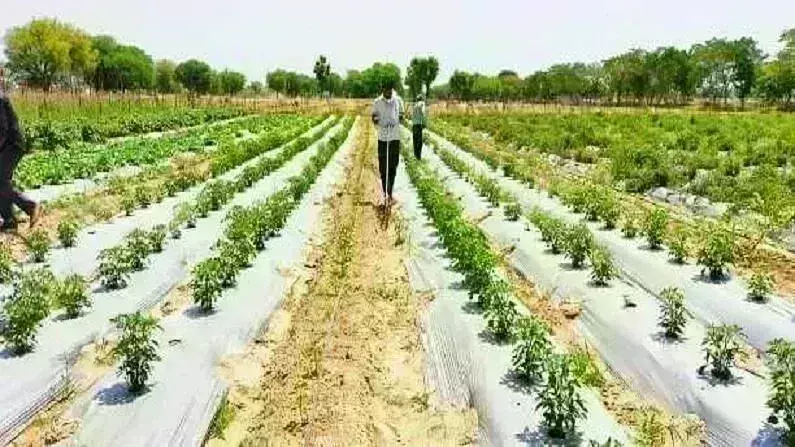 औषधीय प्रजातियों के संरक्षण से बदलेगी आदिवासियों की तकदीर