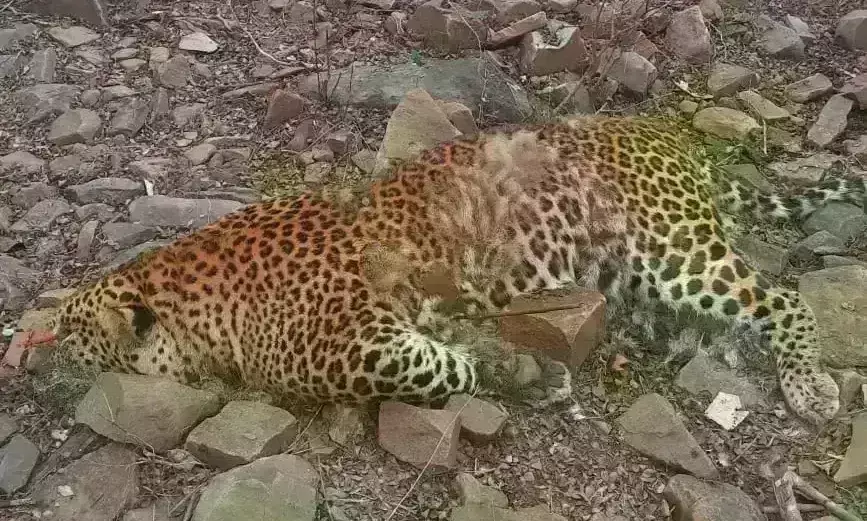 श्योपुर : बुढेरा के जंगल मे मिला तेंदुए का शव, जांच में जुटी वन टीम