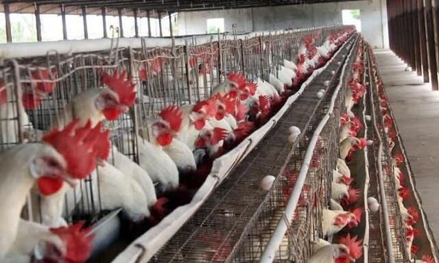 बर्ड फ्लू का खतरा : ठाणे में 300 मुर्गियों की अचानक मौत, 23 हजार को दफन करने का आदेश