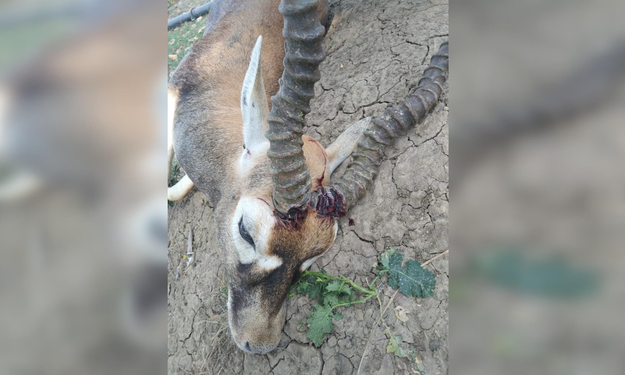 शिकारियों ने काले हिरण का किया शिकार, पुलिस ने चार को किया गिरफ्तार