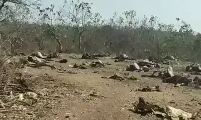 इंदौर गौशाला में 150 गायों के मिले कंकाल, कलेक्टर ने दिए जांच के निर्देश इंदौर गौशाला में 150 गायों के मिले कंकाल, कलेक्टर ने दिए जांच के निर्देश