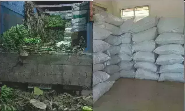 ग्वालियर पुलिस ने पकड़ा 888 किलो गांजा, केले के ट्रक में छिपाकर ले जा रहे थे आगरा