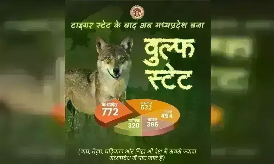 मप्र ने हासिल की एक और उपलब्धि, टाइगर-लेपर्ड के बाद बना वुल्फ स्टेट